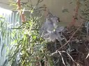 Koala Eating Koala Eating