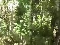Invasives.m4v