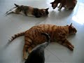 ???