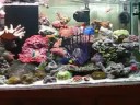 This is a 180 gallon reef aquarium. The equipments includes 4 Tunze for flow and only T5's for lighting.