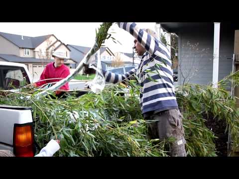 how to replant chinese bamboo