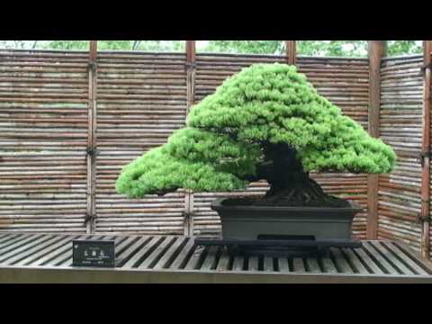 how to a bonsai tree