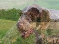 www.jagdhunde-suchen.de
auf einer spanischen t�tungsstation entsorgter jagdhund findet zu einem zweiten leben.