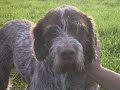 www.jagdhunde-suchen.de
auf einer spanischen t�tungsstation entsorgter jagdhund findet zu einem zweiten leben.