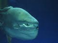 Creepy Sunfish