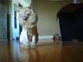 videos de valleyfield    mon chat garfield en roi lion