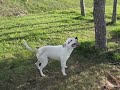 Pit Bull Attacks Tree!!!