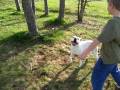 videos de Pit Bull Attacks Tree!!!