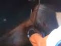 Castrando um Bezerro (a calf castrated)