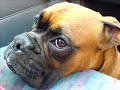Oscar & Lola boxer dogs live with us Oscar & Lola boxer dogs live with us