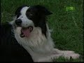 Breed All About It - Border Collie