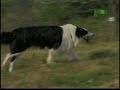 Breed All About It - Border Collie