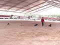 Obediencia Clase Internacional (Echado 4 min)