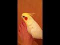 Click here to watch this video ちょっと音痴なサッカー日本代表オカメサポーター