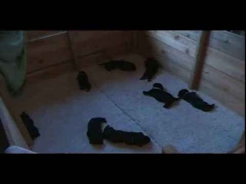 8 Adorable Black Labrador Puppies Born 6-27-2011