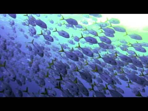 a video on the Blue Marine Foundation