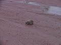 Hedgehog Hedgehog