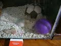 Pipoca ball