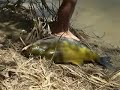 Tambaqui de 25Kg