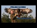 the third largest eagle the third largest eagle