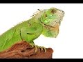 Iguana Care Guide