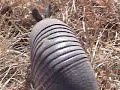 Armadillo Armadillo