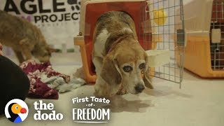 Beagle Who Spent Years In A Lab Cage Finally Gets A Family | The Dodo First Taste Of Freedom by The Dodo