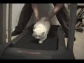 Cats are lazy
