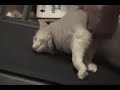 Cats are lazy