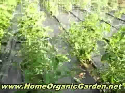 how to grow zucchini in a pot