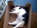 Catnip Trip pt2 Catnip Trip pt2