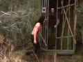 Video rambo comedy Video rambo comedy