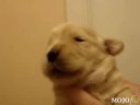 bastian-whistle.html