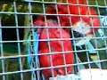 Parrot NOT saying Hola
