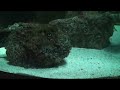 Stonefish feeding