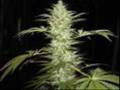 Slightly-stoopid-Smo