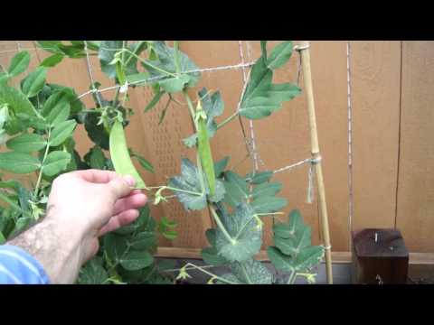 how to cut snap peas