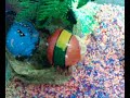 my cute hermit crabs~ (HaHa crabs) part 5