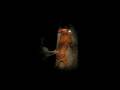 videos de Missouri coon huntin II Blue and Dixie