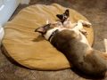 Buddy our Australian Shepherd warms up to Poppet our puppy Papillon