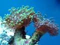 Frogspawn Coral (LPS) Frogspawn Coral (LPS)