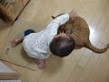 ダンボールの奪い合い