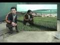Instalación de Plantaciones Forestales con Fines Industriale