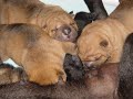 sharpei elevage les larmes de yao-lyne
