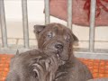 sharpei elevage les larmes de yao-lyne
