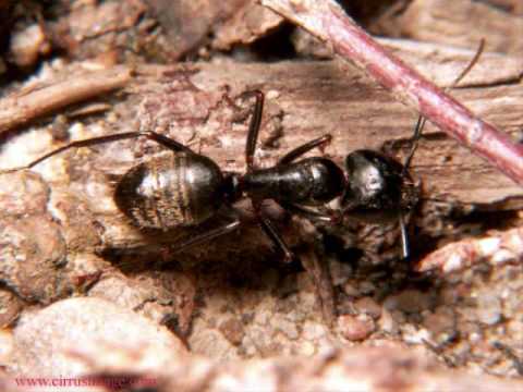 Ousman, Instrumental