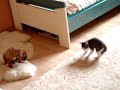 cat\ cat\