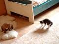 cat's ballet [koci balet]