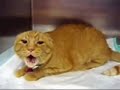 Burger, el gato más enfadado del mundo