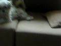 拉薩犬  - -16 個月